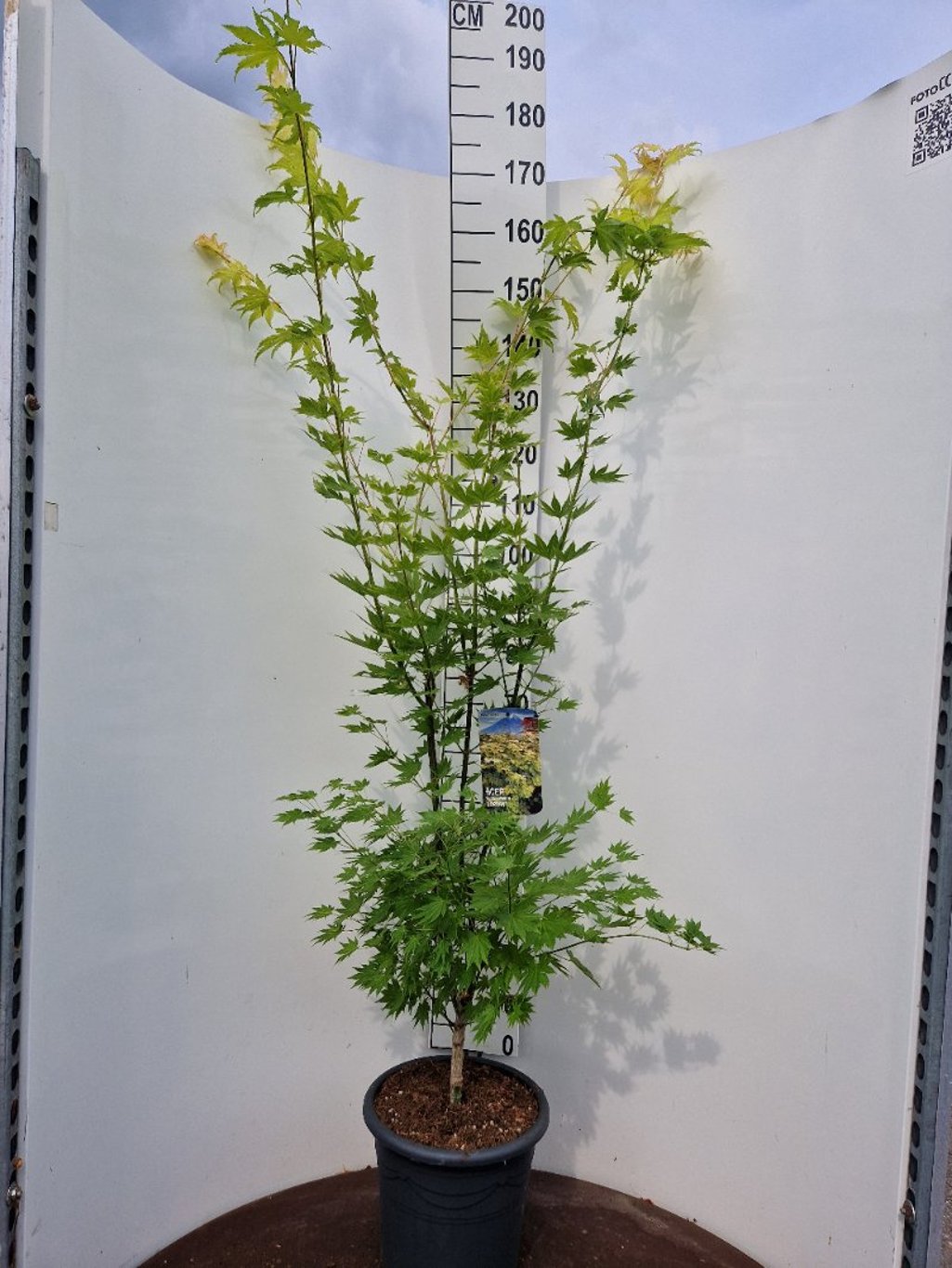 Acer shirasawanum 'Jordan' - C15 100-125 CM